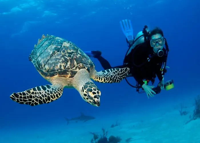 Szálloda Red Sea 3*